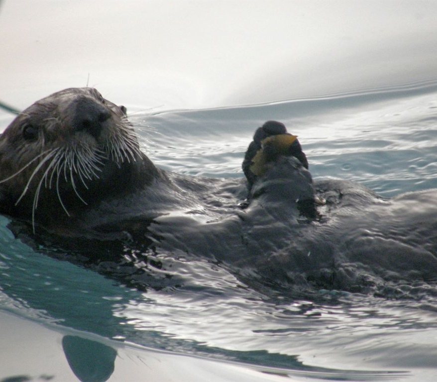An adorable Sea Otter