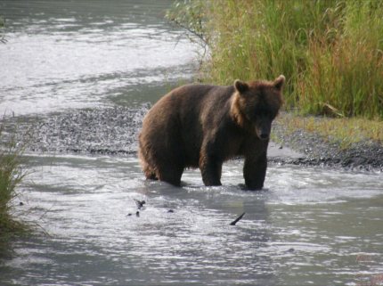 Brown Bear looking for supper