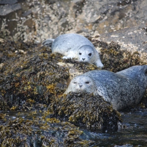 Mother Harbor Seal and her newborn pup on Glacier Island