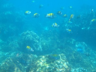 Amazing snorkeling in the Caribbean
