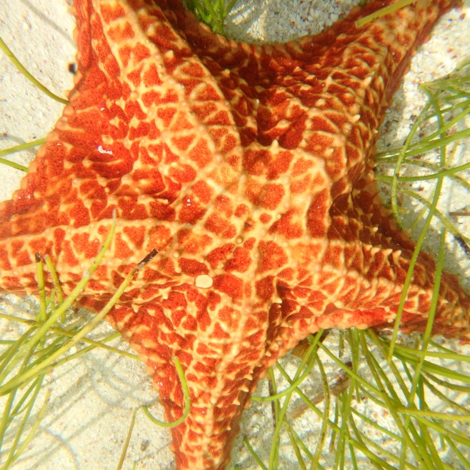 Sea Star in crystal-clear water