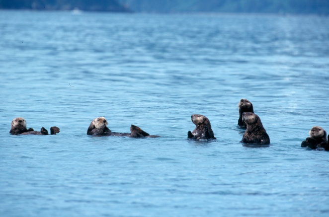 sea-otters