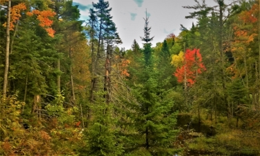 Vibrant fall foliage on the Copper Harbor Trail System